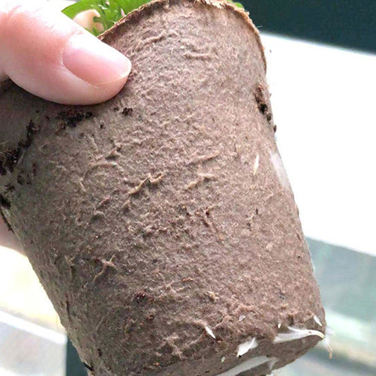 Image for an almost decomposed seed starter pot in a person's hand (person not visible). A small plant is also partially visible that grew inside the pot.