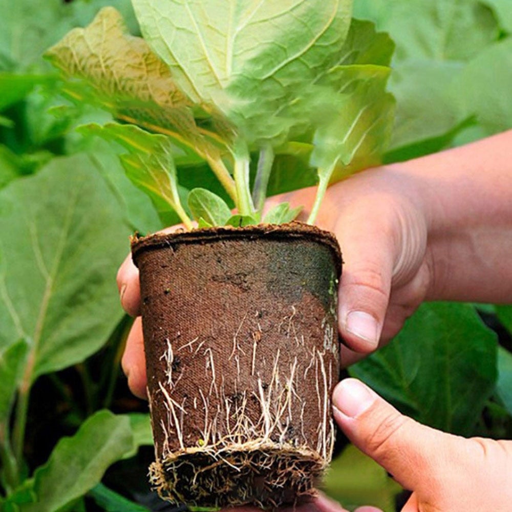 Image for a person holding a decomposed seed starter pot with a grown vegetable plant in it. The roots of the plant are visible.